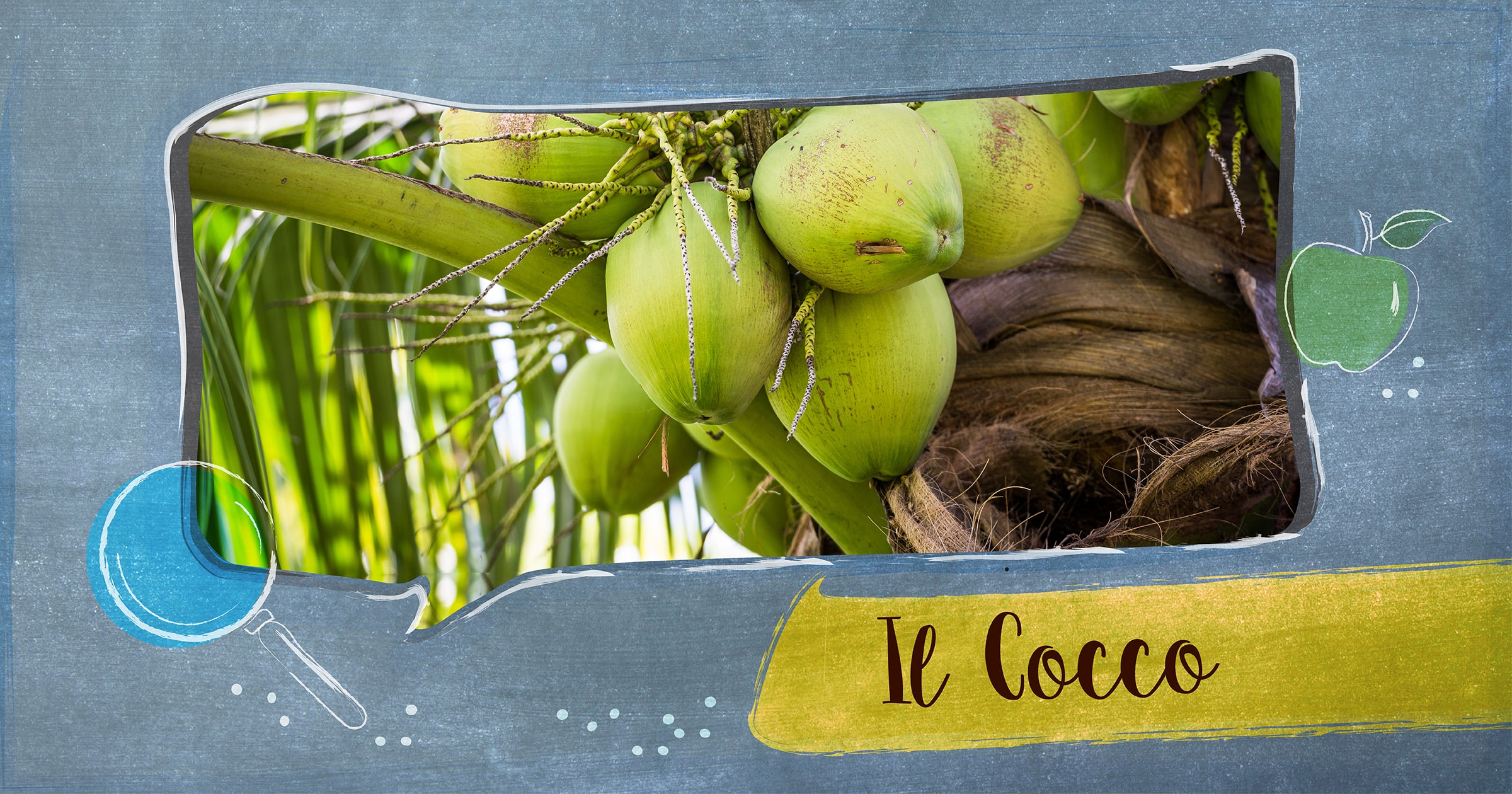#biodì: il cocco
